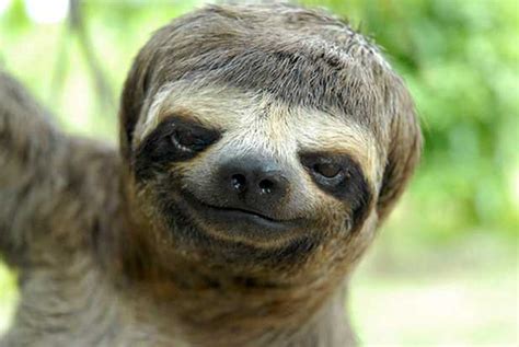 Sloths That Look Like Justin Bieber Popdust