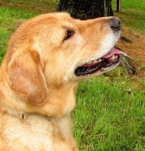 Gracie A Yellow Labgolden Retriever Mix Does Great With Older Kids