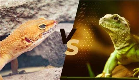 Gecko Vs Lizard Which One Makes A Great Pet