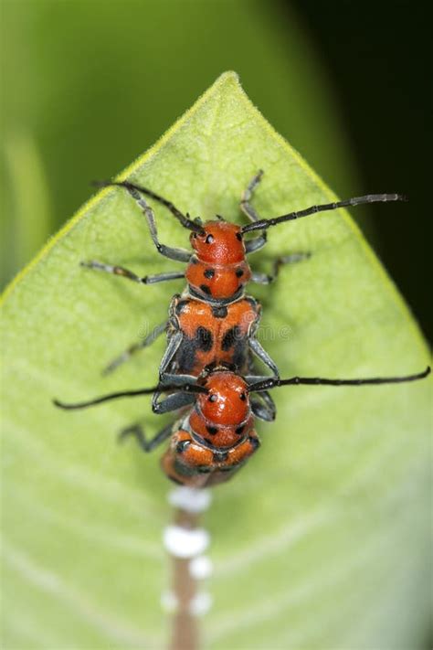 pair of red milkweed beetles mating on flowers in connecticut stock image image of vertical