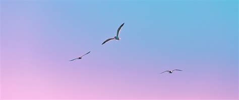 Download Wallpaper 2560x1080 Seagulls Birds Flight Gradient Dual