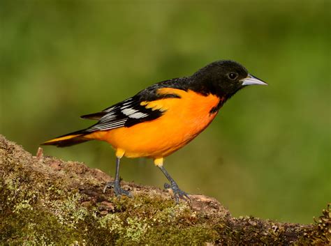 This Baltimore Oriole Has Not Been Eating Jelly Pet Birds Birds