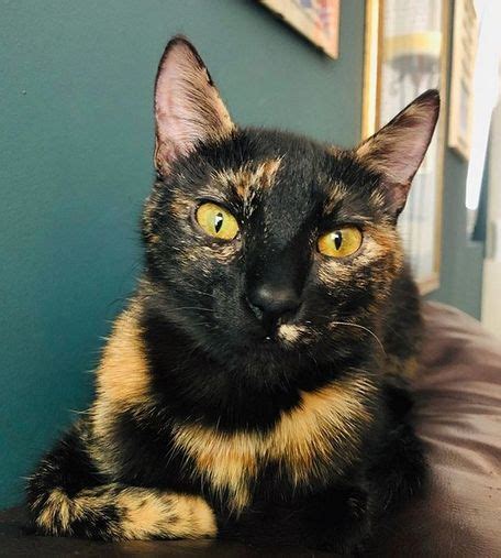 Top 45 Black And Orange Cat Names Petpress Kittens Cutest Orange