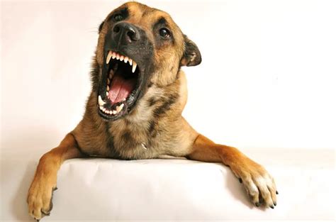 Dog Aggression Training Strategies Tips And Advice