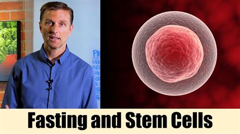 Using Fasting To Enhance Stem Cells On Intermittent Fasting And Cell