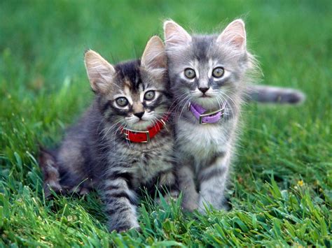 You can also upload and share your favorite cute cats wallpapers. WALLPAPERS WORLD : Cats wallpapers