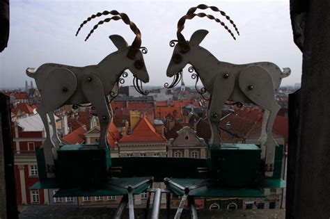 Poznańskie koziołki to obecnie jeden z największych symboli miasta. Poznańskie koziołki będą się trykać co godzinę? [ZDJĘCIA ...
