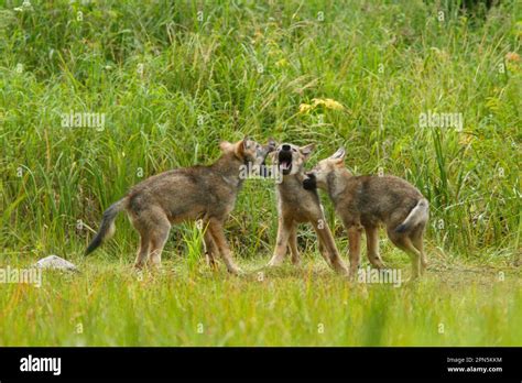 Grey Gray Wolf Canis Lupus Three Pups Play Fight In Marshland