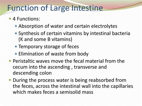 Ppt Digestive System Powerpoint Presentation Free Download Id2271940