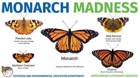 Monarch Identification Outdoor And Environmental Education