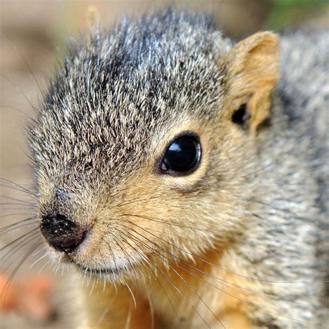 Man Calls Police After Savage Attack By Baby Squirrel