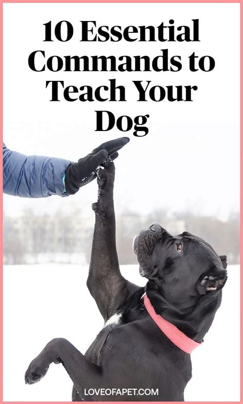 10 Essential Commands To Teach Your Dog Love Of A Pet Dog Training