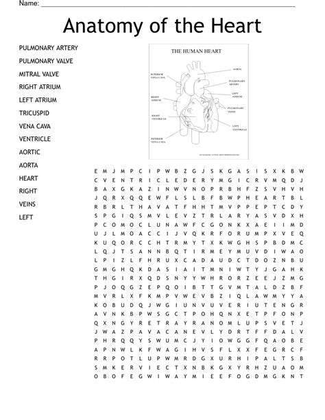 Anatomy Of The Heart Word Search Wordmint