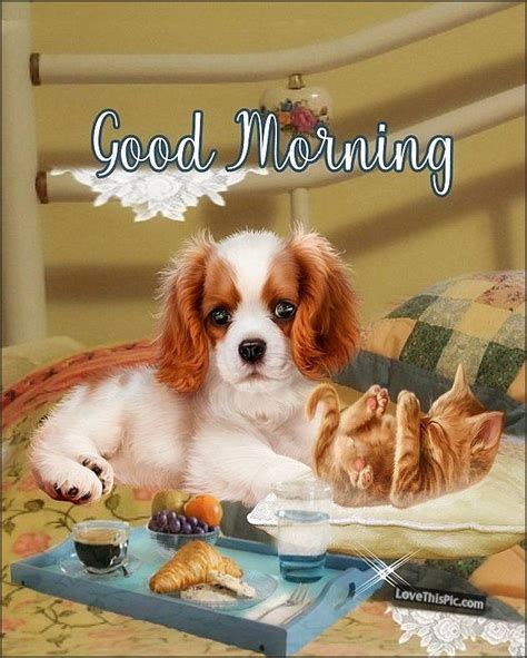 Puppy And Kitten Good Morning Pictures Photos And Images For Facebook