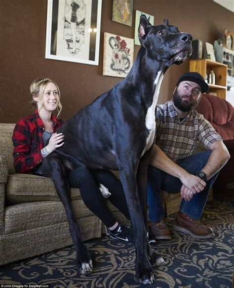 Worlds Tallest Dog Meet Great Dane Rocko 7 Feet Tall And 167 Pounds