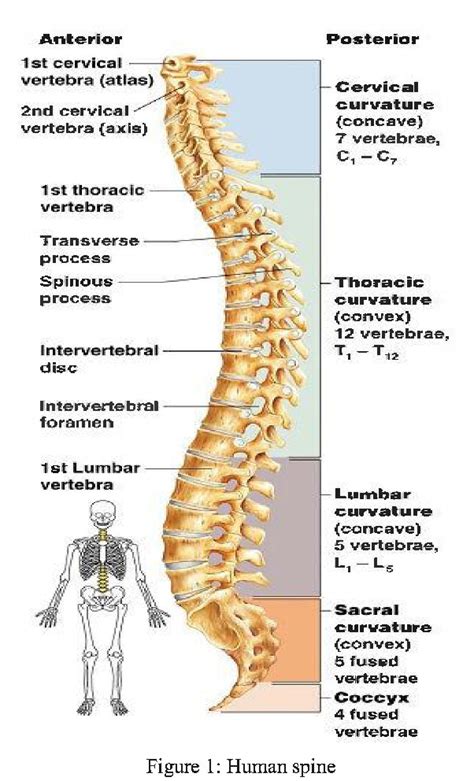 Backbone is jquery's best friend so to speak so you 'organize' your code and use jquery to query the dom. The Human Spine Diagram - Wiring Diagram