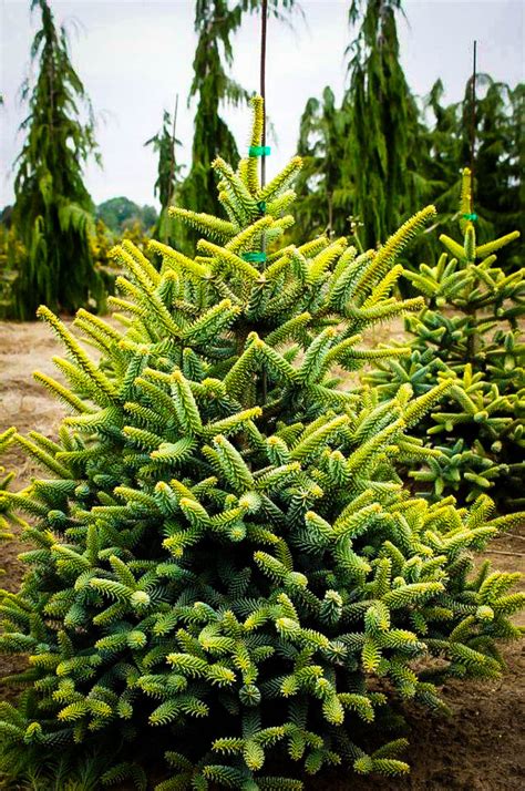 More images for abies pinsapo aurea » Golden Spanish Fir Trees For Sale | The Tree Center™