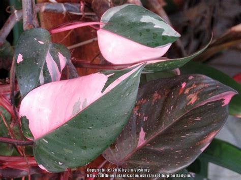Photo Of The Leaves Of Blushing Philodendron Philodendron