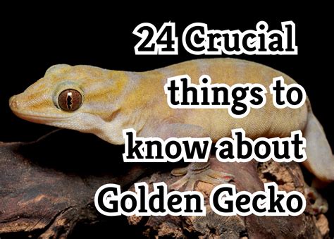 Essential Facts To Know About Golden Geckos