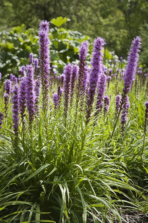 10 Plants You Barely Have To Water This Summer Or Ever Heat