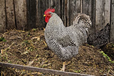 We did not find results for: Crazily Fabulous Facts About the Plymouth Rock Chicken ...