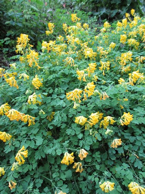 Yellow corydalis (pseudofumaria lutea, syn. Yellow Fumitory (Corydalis lutea) - Rotary Botanical Gardens