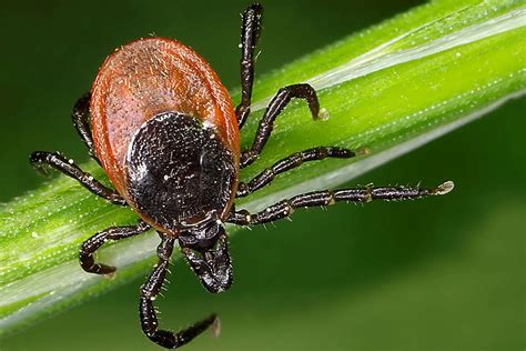 What You Need To Know About The New Tick Borne Disease Emerging This Summer