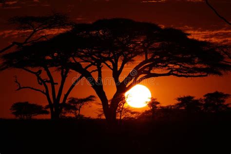 Africa Safari Sunset In Trees Stock Photo Image Of Flayer Park 6746868