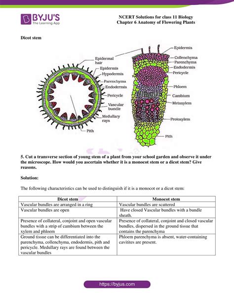 Ncert Solutions Class 11 Chapter 6 Anatomy Of Flowering Plants 2022