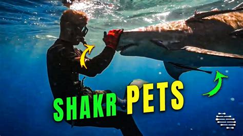Diver Hand Feeding And Petting A Lemon Shark Youtube