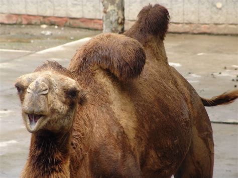 Bactrian Camel (Camelus bactrianus) - ZooChat