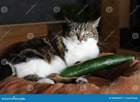A Cat Sleeps With A Cucumber Are Cats Afraid Of Cucumbers Or Do They