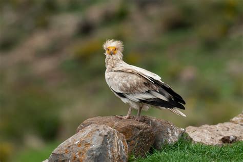Can Insularity Influence Nestling Sex Ratio Variation In Egyptian Vultures Vulture