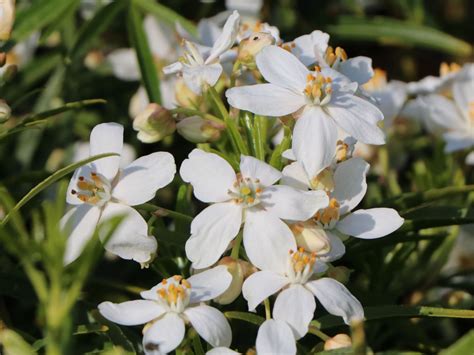 Spar77.de has been visited by 100k+ users in the past month Orangenblume 'Aztec Pearl' - Choisya ternata 'Aztec Pearl ...