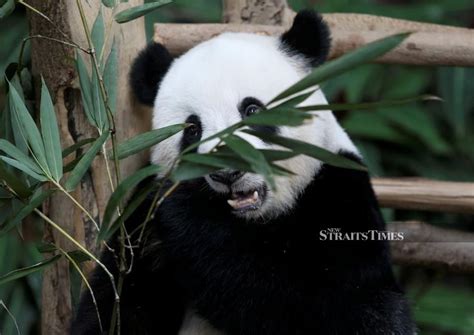 Msia Cannot Return Giant Pandas To China 2014 Agreement For 10 Years