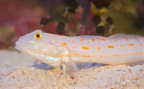 Top 5 Freshwater Goby Species For Your Fish Tank Care Guide