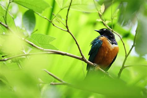 7 Places To Go Bird Watching In Malaysia Going Places By Malaysia
