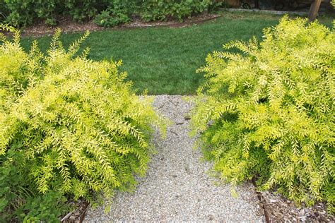 The Fabulous Color And Texture Of Spiraea Ogon Mellow Yellow