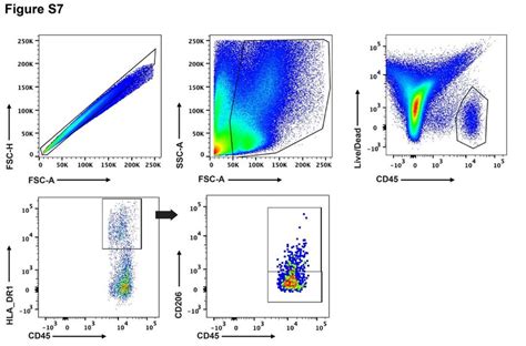 Fig S Gating Strategy Of Flow Cytometry Analysis Used To Identify