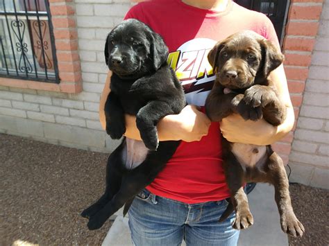 An arizona labrador breeder since 1994, our goal is to bring out the best qualities that labrador retrievers and their puppies have to offer. Labrador Retriever Puppies For Sale | Tucson, AZ #245313