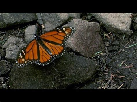 Us Agriculture May Eradicate The Monarch Butterfly