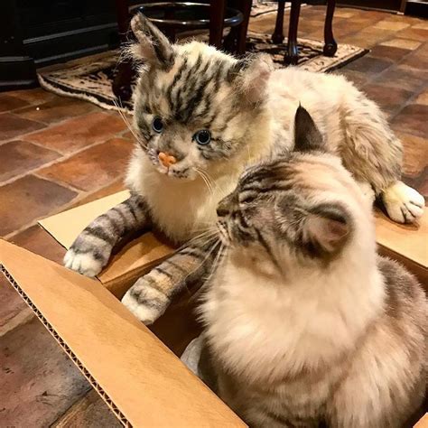 Realistic Plush of Your Pet, Petsies Forevers | Petsies