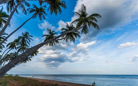 wallpaper landscape sea bay nature shore sky clouds beach coast palm trees wind