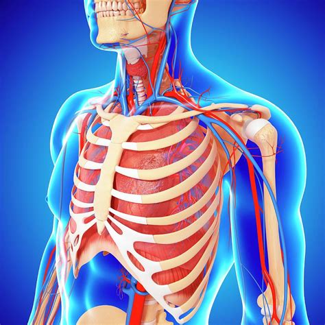 Upper Body Anatomy Photograph By Pixologicstudio Science Photo Library