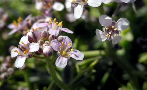 Maybe you would like to learn more about one of these? Sierra Nevada, Parque nacional, parque natural, en Waste ...