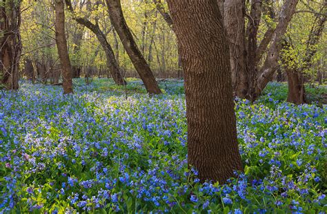 Virginia Bluebells In Spring Photograph By Carol Vandyke Fine Art America