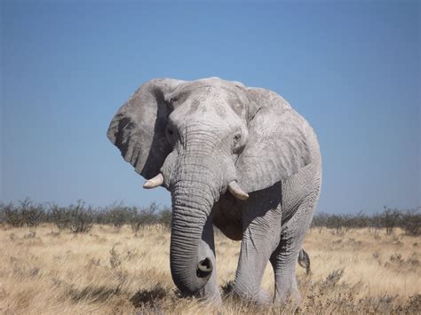 Саванный слон лат Loxodonta Africana
