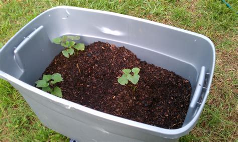 Check spelling or type a new query. growing potatoes in a bucket | Outdoor garden, Growing ...