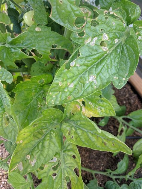 Peeled zucchini stem on left, unpeeled on right. What's eating my tomato plant?? -San Jose CA #gardening # ...