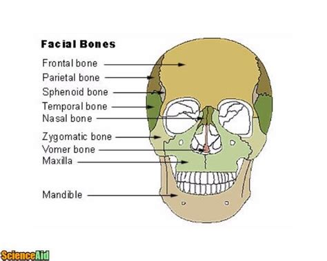 Bones Of The Human Skull Scienceaid